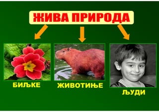 БИЉКЕ   ЖИВОТИЊЕ
                   ЉУДИ
 