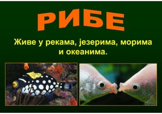 Живе у рекама, језерима, морима
          и океанима.
 