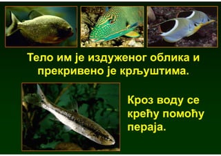 Тело им је издуженог облика и
  прекривено је крљуштима.

                Кроз воду се
                крећу помоћу
                пераја.
 