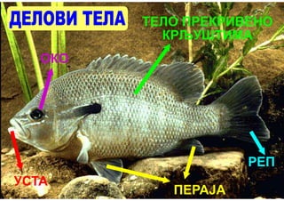 ТЕЛО ПРЕКРИВЕНО
           КРЉУШТИМА
   ОКО




                     РЕП
УСТА
            ПЕРАЈА
 