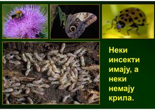 Неки
инсекти
имају, а
неки
немају
крила.
 