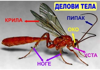 КРИЛА          ПИПАК

               ОКО




                     УСТА
        НОГЕ
 