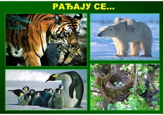 РАЂАЈУ СЕ...
 