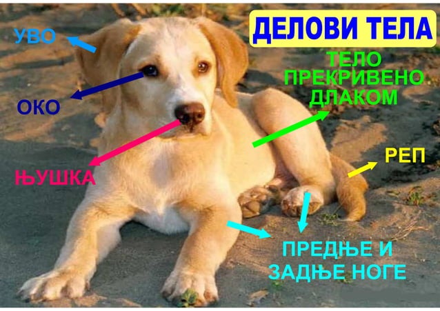 Grupe zivotinja