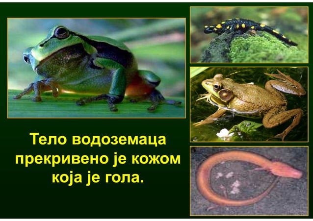 Grupe zivotinja