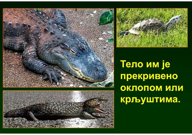 Grupe zivotinja