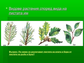  Видове растения според вида на
  листата им




 Въпрос: По какво се различават листата на елата и бора от
 листата на дъба и бука?
 