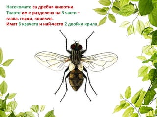 Насекомите са дребни животни.
Тялото им е разделено на 3 части –
глава, гърди, коремче.
Имат 6 крачета и най-често 2 двойки крила.
 