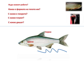 Къде живеят рибите?
С какво плуват?
С какво е покрито?
Каква е формата на тялото им?
С какво дишат?
перки
хриле
 
