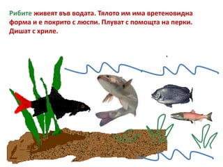 Рибите живеят във водата. Тялото им има вретеновидна
форма и е покрито с люспи. Плуват с помощта на перки.
Дишат с хриле.
 