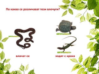 По какво се различават тези влечуги?
ходят с кракавлачат се
 