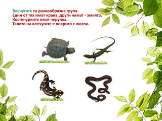 Влечугите са разнообразна група.
Едни от тях имат крака, други нямат - змията.
Костенурките имат черупка.
Тялото на влечугите е покрито с люспи.
 