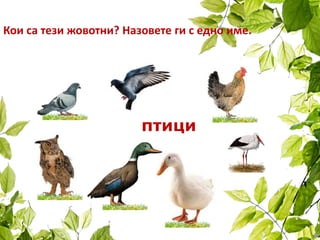 Кои са тези жовотни? Назовете ги с едно име.
птици
 