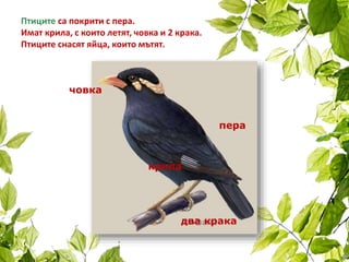 Птиците са покрити с пера.
Имат крила, с които летят, човка и 2 крака.
Птиците снасят яйца, които мътят.
крила
пера
два крака
човка
 