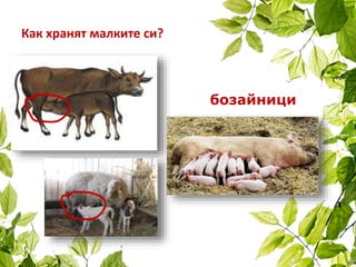 Как хранят малките си?
бозайници
 