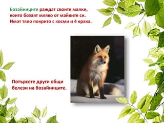 Бозайниците раждат своите малки,
които бозаят мляко от майките си.
Имат тяло покрито с косми и 4 крака.
Потърсете други общи
белези на бозайниците.
 