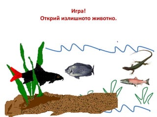 Игра!
Открий излишното животно.
 