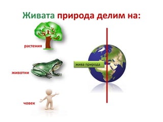 Живата природа делим на:
жива природа
растения
човек
животни
 