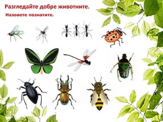 Разгледайте добре животните.
Назовете познатите.
 