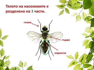 Тялото на насекомите е
разделено на 3 части.
глава
гърди
коремче
 