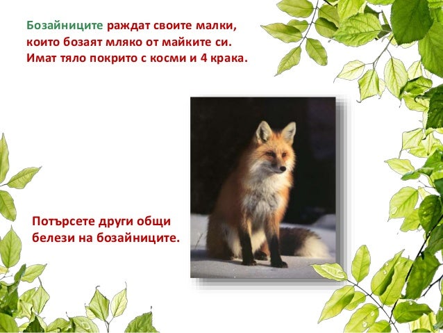 Групи животни 1.клас