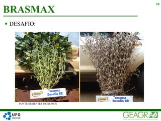  DESAFIO:
BRASMAX
20
FONTE:SEMENTES BREJEIROS
 