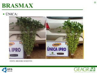  ÚNICA:
BRASMAX
22
FONTE: BREJEIRO SEMENTES
 