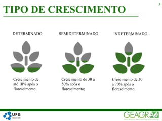 TIPO DE CRESCIMENTO
5
Crescimento de
até 10% após o
florescimento;
Crescimento de 30 a
50% após o
florescimento;
Crescimento de 50
a 70% após o
florescimento.
DETERMINADO SEMIDETERMINADO INDETERMINADO
 
