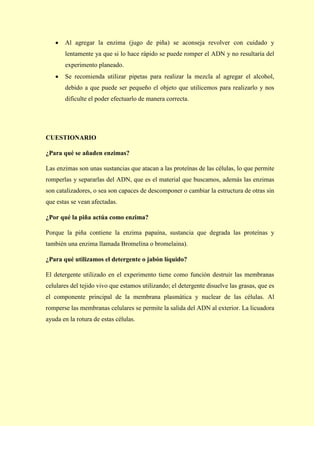 Al agregar la enzima (jugo de piña) se aconseja revolver con cuidado y
lentamente ya que si lo hace rápido se puede romper el ADN y no resultaría del
experimento planeado.
Se recomienda utilizar pipetas para realizar la mezcla al agregar el alcohol,
debido a que puede ser pequeño el objeto que utilicemos para realizarlo y nos
dificulte el poder efectuarlo de manera correcta.

CUESTIONARIO
¿Para qué se añaden enzimas?
Las enzimas son unas sustancias que atacan a las proteínas de las células, lo que permite
romperlas y separarlas del ADN, que es el material que buscamos, además las enzimas
son catalizadores, o sea son capaces de descomponer o cambiar la estructura de otras sin
que estas se vean afectadas.
¿Por qué la piña actúa como enzima?
Porque la piña contiene la enzima papaína, sustancia que degrada las proteínas y
también una enzima llamada Bromelina o bromelaina).
¿Para qué utilizamos el detergente o jabón líquido?
El detergente utilizado en el experimento tiene como función destruir las membranas
celulares del tejido vivo que estamos utilizando; el detergente disuelve las grasas, que es
el componente principal de la membrana plasmática y nuclear de las células. Al
romperse las membranas celulares se permite la salida del ADN al exterior. La licuadora
ayuda en la rotura de estas células.

 