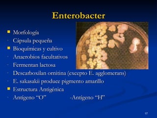 Enterobacter Morfología Cápsula pequeña Bioquímicas y cultivo Anaerobios facultativos  Fermentan lactosa Descarboxilan ornitina (excepto E. agglomerans) E. sakasakii produce pigmento amarillo Estructura Antigénica Antígeno “O” -Antígeno “H” 
