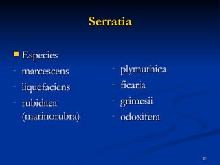 Serratia Especies marcescens liquefaciens rubidaea (marinorubra) plymuthica ficaria grimesii odoxifera 