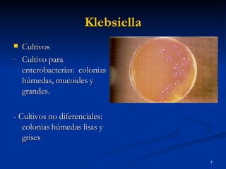 Klebsiella Cultivos Cultivo para enterobacterias:  colonias húmedas, mucoides y grandes. - Cultivos no diferenciales: colonias húmedas lisas y grises  