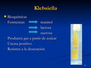 Klebsiella Bioquímicas Fermentan  manitol   lactosa   sucrosa Producen gas a partir de azúcar Ureasa positivo Resisten a la desecación 