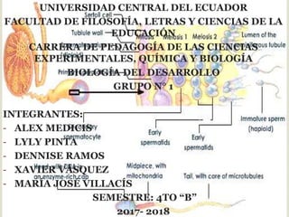 
UNIVERSIDAD CENTRAL DEL ECUADOR
FACULTAD DE FILOSOFÍA, LETRAS Y CIENCIAS DE LA
EDUCACIÓN
CARRERA DE PEDAGOGÍA DE LAS CIENCIAS
EXPERIMENTALES, QUÍMICA Y BIOLOGÍA
BIOLOGÍA DEL DESARROLLO
GRUPO N° 1
INTEGRANTES:
- ALEX MEDICIS
- LYLY PINTA
- DENNISE RAMOS
- XAVIER VÁSQUEZ
- MARÍA JOSÉ VILLACÍS
SEMESTRE: 4TO “B”
2017- 2018
 