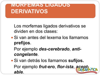 MORFEMAS LIGADOS
DERIVATIVOS
Los morfemas ligados derivativos se
dividen en dos clases:
 Si van antes del lexema los llamamos
prefijos.
Por ejemplo des-cerebrado, anti-
congelante.
 Si van detrás los llamamos sufijos.
Por ejemplo frut-ero, flor-ista, acept-
able.
 