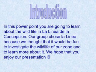 In this power point you are going to learn
about the wild life in La Linea de la
Concepcion. Our group chose la Linea
because we thought that it would be fun
to investigate the wildlife of our zone and
to learn more about it. We hope that you
enjoy our presentation 
 