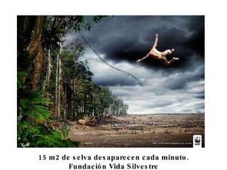 15 m2 de selva desaparecen cada minuto. Fundación Vida Silvestre 
