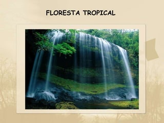 FLORESTA TROPICAL