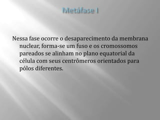 Nessa fase ocorre o desaparecimento da membrana
  nuclear, forma-se um fuso e os cromossomos
  pareados se alinham no plano equatorial da
  célula com seus centrômeros orientados para
  pólos diferentes.
 