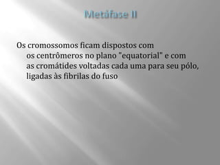 Os cromossomos ficam dispostos com
  os centrômeros no plano "equatorial" e com
  as cromátides voltadas cada uma para seu pólo,
  ligadas às fibrilas do fuso
 