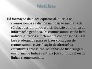 Há formação da placa equatorial, ou seja os
  cromossomos se dispõe na posição mediana da
  célula, possibilitando a distribuição equitativa da
  informação genética. Os cromossomos estão bem
  individualizados e fortemente condensados. Essa
  fase é adequada para se fazer contagem de
  cromossomos e verificação de alterações
  estruturais grosseiras. As linhas do fuso surgem
  em forma de linhas centrais (ou contínuas) ou de
  linhas cromossomais.
 