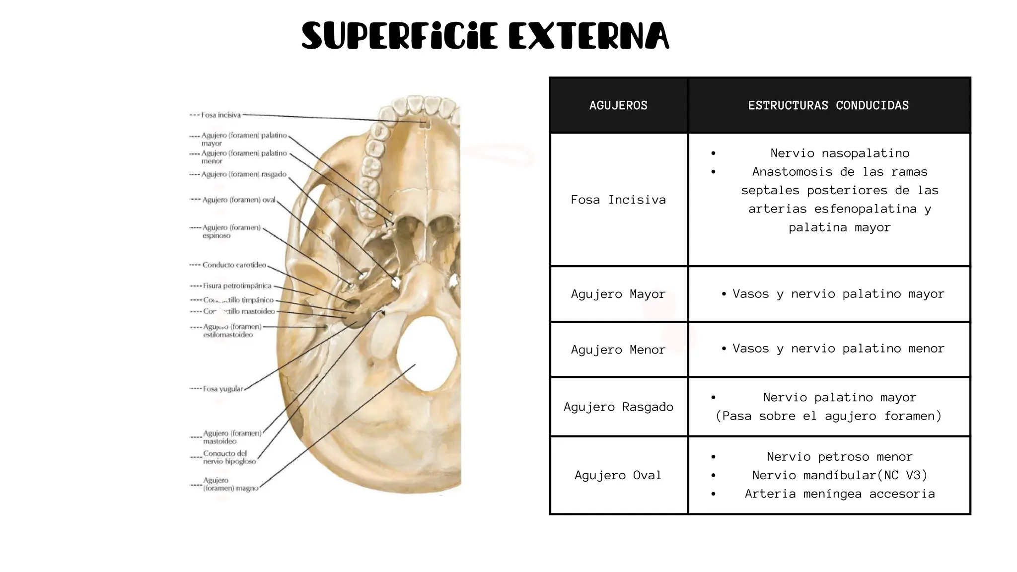 Formane Rasgado Anatomia presentacion de la orificios de base de craneo | PDF