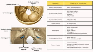 Formane Rasgado Anatomia presentacion de la orificios de base de craneo | PDF
