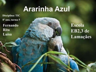 Ararinha Azul
Disciplina: TIC
8º ano, turma 5

Fernando                          Escola
Rita                              EB2,3 de
Luísa
                                  Lamaçães
 