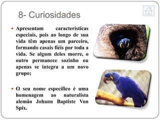 8- Curiosidades
 Apresentam       características
 especiais, pois ao longo de sua
 vida têm apenas um parceiro,
 formando casais fiéis por toda a
 vida. Se algum deles morre, o
 outro permanece sozinho ou
 apenas se integra a um novo
 grupo;

 O seu nome específico é uma
 homenagem ao naturalista
 alemão Johann Baptiste Von
 Spix.
 