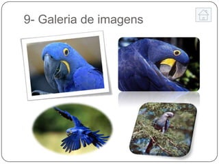 9- Galeria de imagens
 