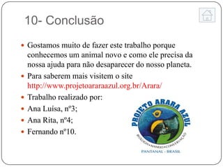 10- Conclusão
 Gostamos muito de fazer este trabalho porque
    conhecemos um animal novo e como ele precisa da
    nossa ajuda para não desaparecer do nosso planeta.
   Para saberem mais visitem o site
    http://www.projetoararaazul.org.br/Arara/
   Trabalho realizado por:
   Ana Luísa, nº3;
   Ana Rita, nº4;
   Fernando nº10.
 