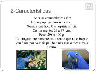 2-Características
               As suas características são:
             Nome popular: Ararinha azul
         Nome científico: Cyanopsitta spixii.
              Comprimento: 55 a 57 cm.
                   Peso: 296 a 400 g.
  Coloração: inteiramente azul, sendo que na cabeça o
  tom é um pouco mais pálido e nas asas o tom é mais
                        escuro.
 