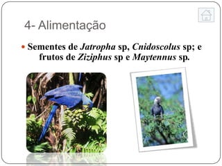 4- Alimentação
 Sementes de Jatropha sp, Cnidoscolus sp; e
    frutos de Ziziphus sp e Maytennus sp.
 