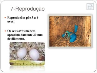 7-Reprodução
 Reprodução: põe 3 a 4
 ovos;

 Os seus ovos medem
 aproximadamente 30 mm
 de diâmetro.
 